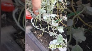 Дихондра серебристый водопад.  Как размножить зимой.