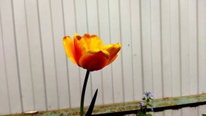 Цветение Дарвиновых гибридов в Подмосковье