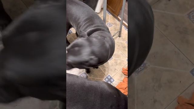 ОТК старшей группы) #cane #tttt #canecorso #канекорсо #canecorsoitaliano #канекорсоитальяно смотреть онлайн