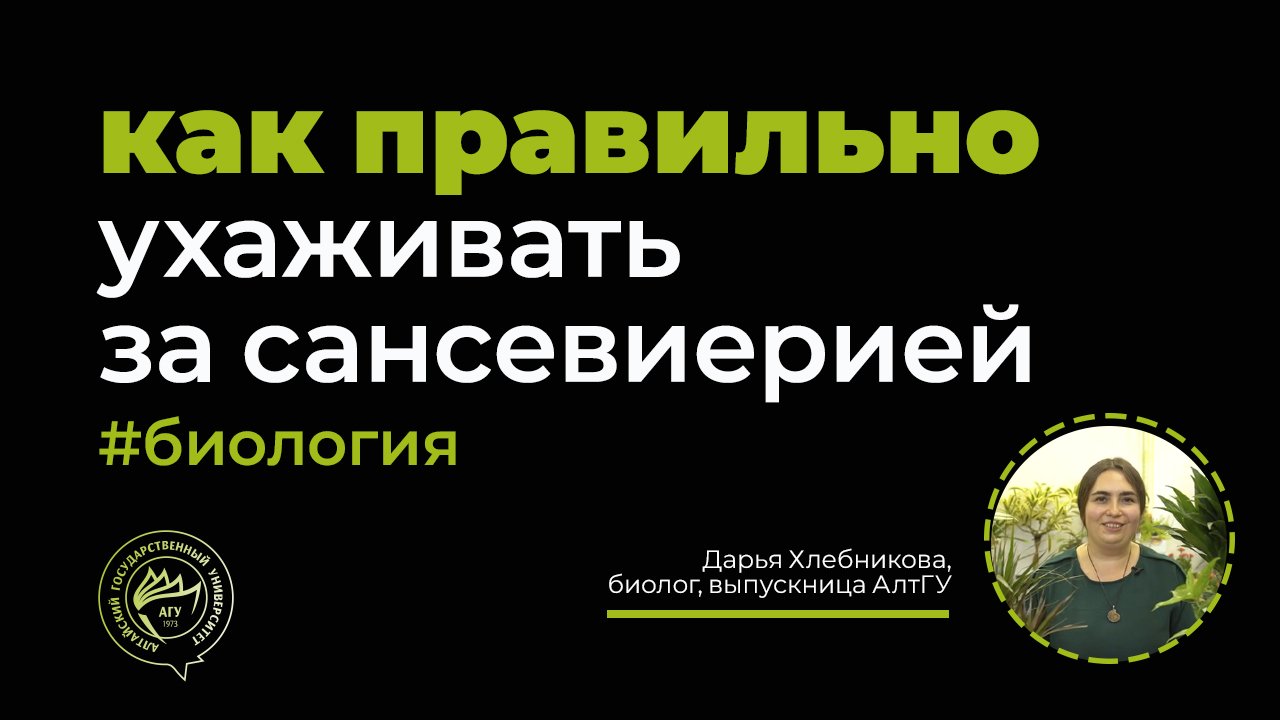 Как ухаживать за сансевиерией? Рассказывает выпускница АлтГУ, биолог Дарья Хлебникова