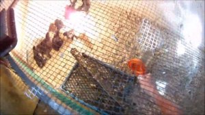 и вот так каждое утро...животные.