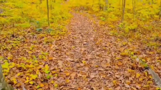 ГНИЛОЙ ВИНОГРАД НА ГНИЛОМ КАНАЛЕ. ОЛЮНЯ И КОТЮНЯ ВСЁ ПРОСТО. ОБЗОР.