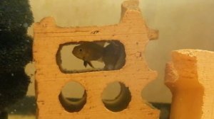 Апистограмма Какаду золотая (Apistogramma cacatuoides gold) - ухаживания, нерест, молодые, взрослые