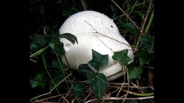 Волшебные грибочки. смотреть онлайн