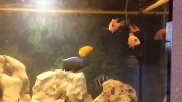 Кормление цихлид домашним фаршем смотреть онлайн