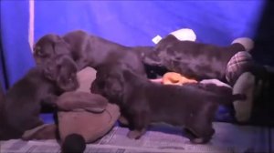 малышам 1 месяц - длиннички Из Страны Грёз