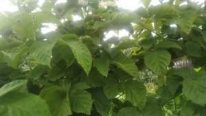 ежевика Холлс Бьюти,двух и 3 летние кусты,15.07.2023