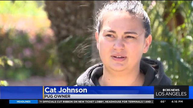 Plants and flowers toxic to dogs смотреть онлайн