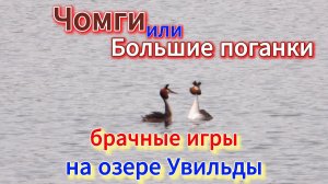 Чомги или Большие поганки на озере Увильды 29 апреля 2024 г