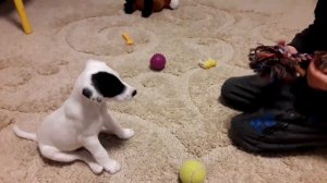 Щенок Фокстерьер 2 мес//как начинать тренировать//