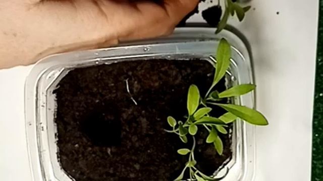 09.02.22 Пикирую лобулярию (Снежный ковёр). смотреть онлайн