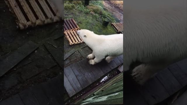 Медведь пришёл в гости на полярную станцию о. Столбовой. Блок Полярника