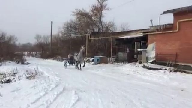 Орловский рысак(1) смотреть онлайн