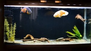 Астронотусы  Аквариумные рыбки