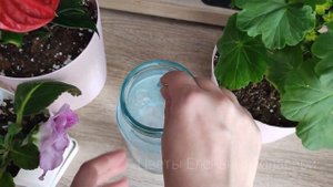 1 ТАБЛЕТКА И ГЕРАНЬ ПОПРЕТ В БЕШЕННЫЙ РОСТ, для пышного цветения и от грибковых заболеваний