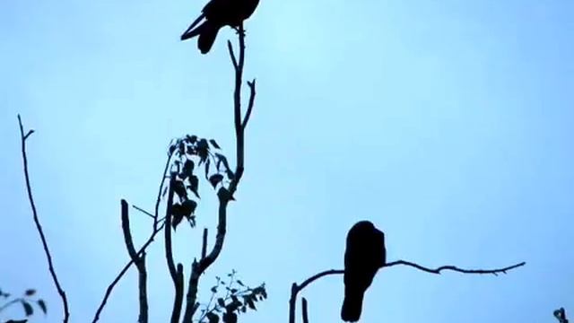 настя полева   на небе вороны смотреть онлайн