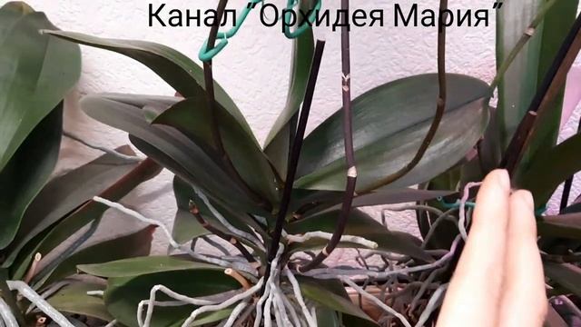 Орхидея Каода. Цветение мамы и детки. Уход в домашних условиях. смотреть онлайн