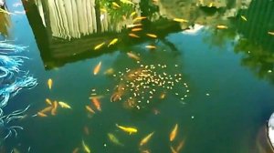 Карп Кои и Кометы(цветной карась)в пруду