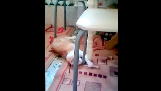 Кошка без породная смотреть онлайн