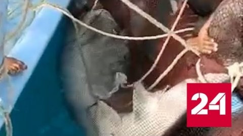 В Хургаде обезвредили акулу, напавшую на человека - Россия 24 