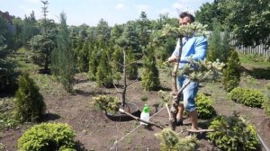 внесение удобрений для хвойников,обработка от соснового пилильщика, обработка цирконом