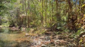 НА ЗОЛОТОМ РУЧЬЕ // КАК РАСТЕТ БАМБУК // Австралийские золотоискатели// АВСТРАЛИЯ