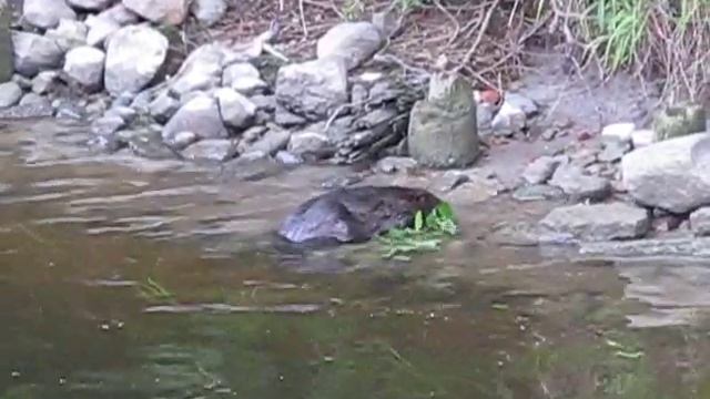 Бобр, Санкт-Петербург, Новая Голландия, sdfgj 6 июля 2010 смотреть онлайн