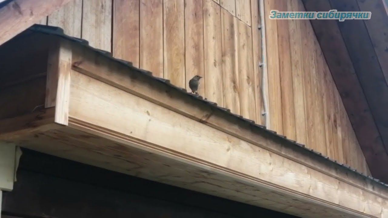 Горихвостки и собака