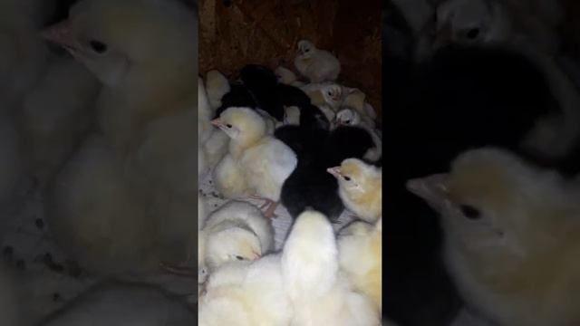 бройлер венгрия и доминант смотреть онлайн