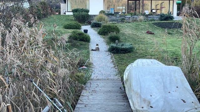 Кошка Анфисия и кормушка для уток смотреть онлайн