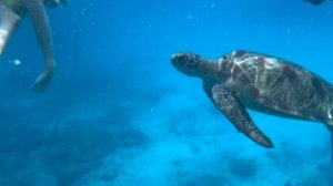 Плавал с черепахой в Тайланде 🇹🇭