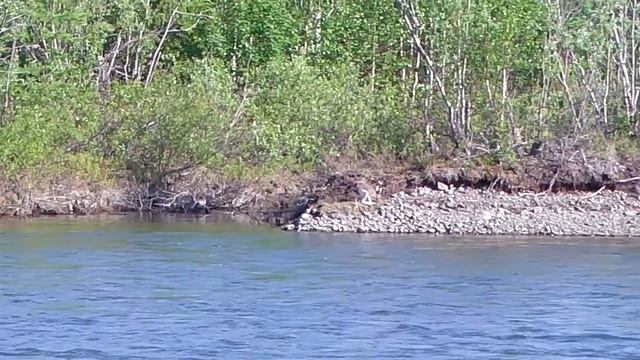 Таймыр, оз. Лама, р. Капчук, Заяц вышел на водопой смотреть онлайн