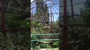 Как кричит мартышка