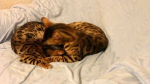 Любовь бенгальских кошек.