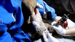 Dog tattoo.ТАТУИРОВКА( клеймо) НА СОБАКАХ. Odessa.