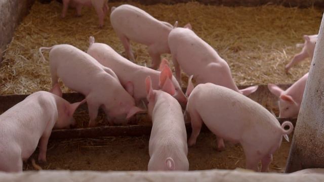 Julia Klöckner über die Zukunft der Landwirtschaft смотреть онлайн