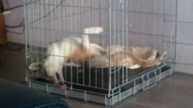 Norwegian Lundehund playing смотреть онлайн