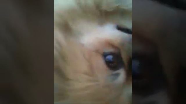 Пекинес сдурел смотреть онлайн