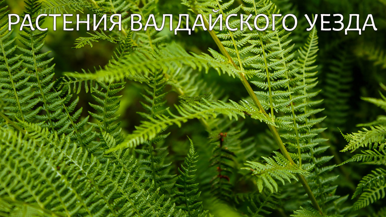 Растения Валдайского уезда