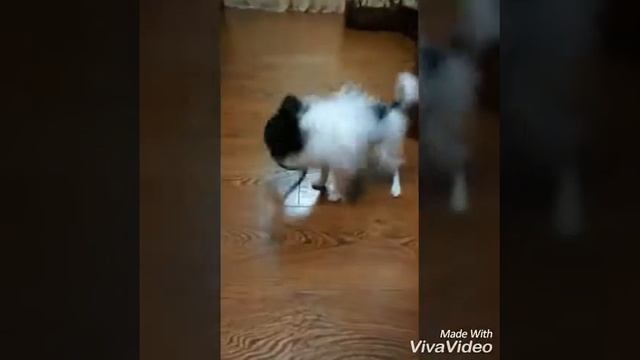 Игра с Фаней /Злюка колюка ????? смотреть онлайн