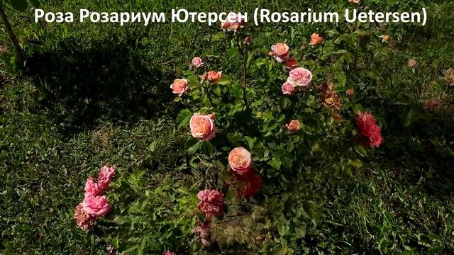 Самые надежные сорта роз для средней полосы России, красиво и пышно цветущие! смотреть онлайн