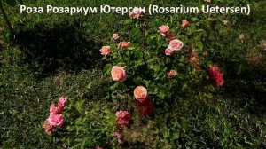 Самые надежные сорта роз для средней полосы России, красиво и пышно цветущие!
