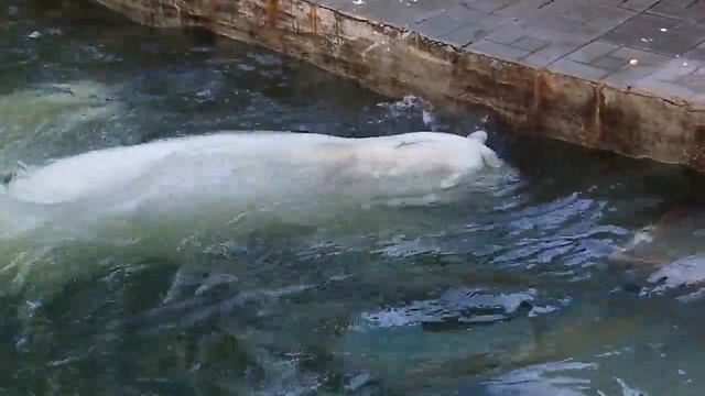 Ростик и Герда смотреть онлайн