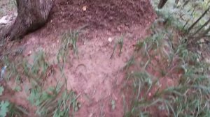 Идём в лес за грибами. Абсолютно не разбираясь в грибах.