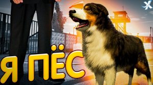 Я СТАЛ СОБАКОЙ В РМРП!!! | ПРОХОДИМ СЮЖЕТНУЮ ЛИНИЮ В GTA 5 RP RMRP | ПУТЬ БОМЖА НА РМРП | RAGE RMRP