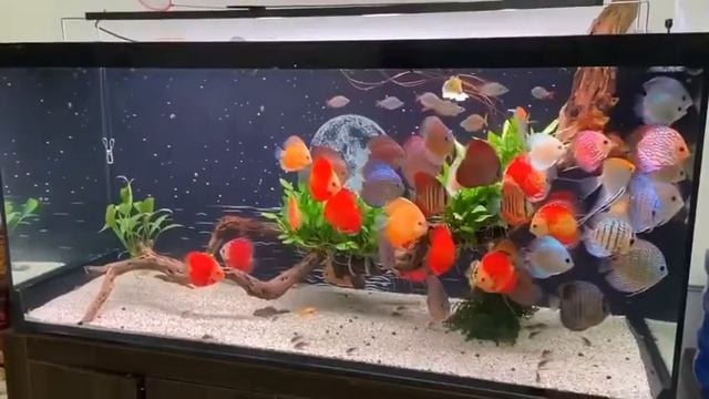Аквариум с дискусами и скаляриями от Ộc Trọng Nghiêm смотреть онлайн