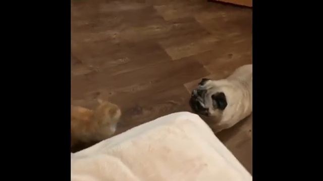 Кот нападает на мопса!!!! смотреть онлайн
