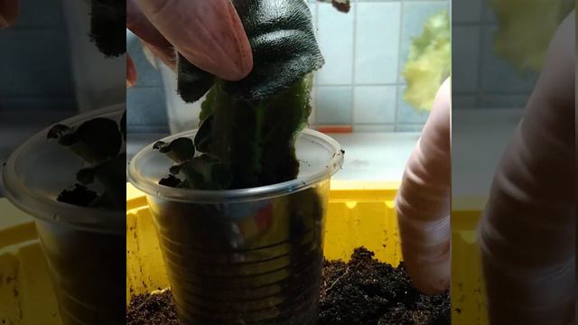 #069 Размножение фиалки листом для начинающих