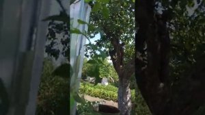 Томат Японский краб. Обзор в теплице