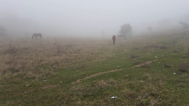 Кони в тумане, как ёжик